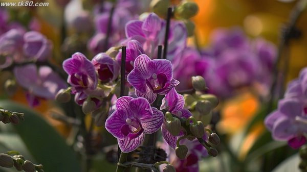台風網とレーダ予報～(^○^)