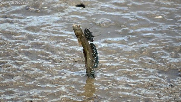 干潟のジャンパー～＼(^o^)／