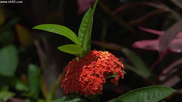 紫陽花！？f(^_^；)