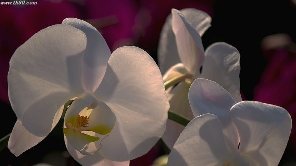 キラキラしている ＼(^o^)／