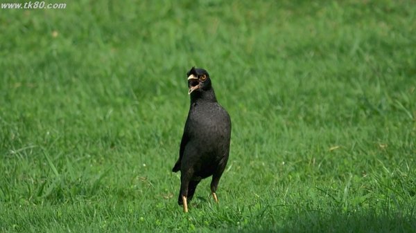 九官鳥！！！(^-^)