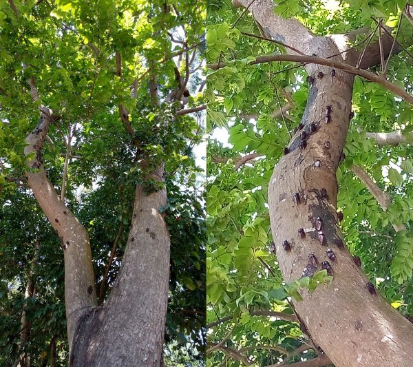 ヒグラシ系～～(^○^)