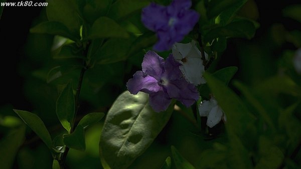 初台風(熱低)f(^_^；)