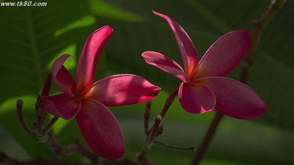 京東の老眼鏡～2件 (^○^)