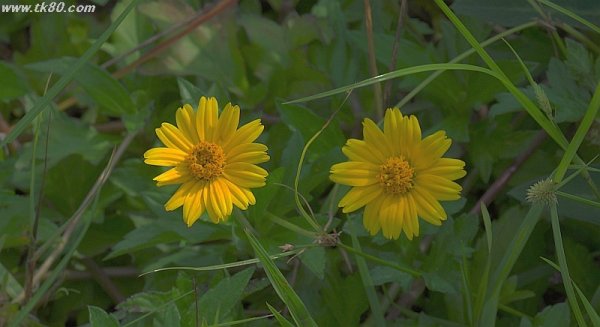 遮断されている (ノд｀)