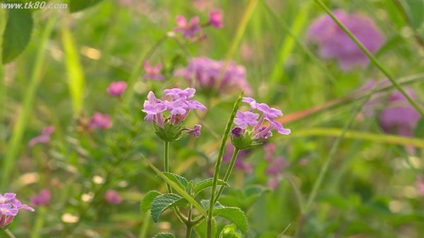 松山公園の夕陽(^○^)