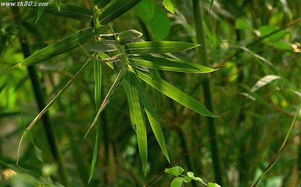 海外送金～(ノд｀)