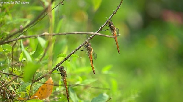 トンボ三兄弟～(^○^)