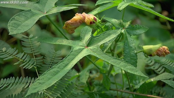 トランプさん効果～(^○^)