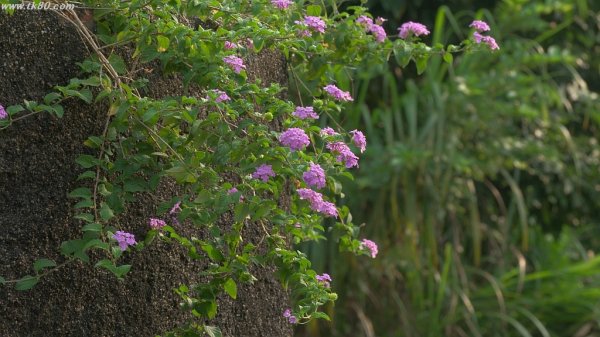 何とかペイ～(^○^)