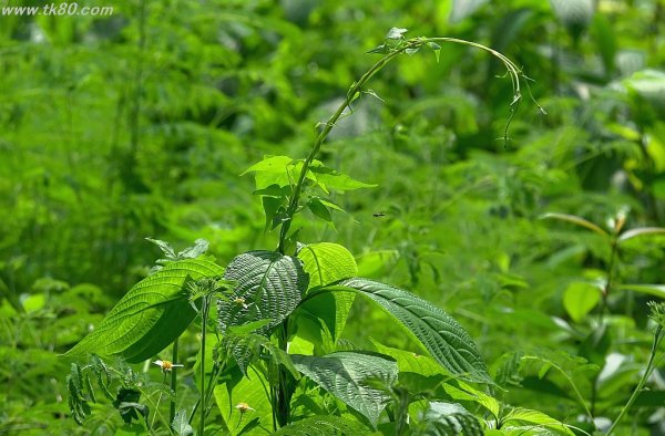 長期戦と短期戦～＼(^o^)／