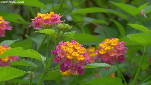 中秋節～～(^○^)