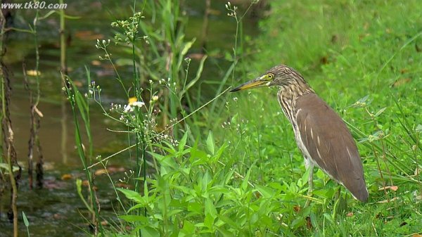 あくまで見た目で勝負！！(^○^)
