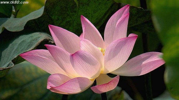 花は咲いているケド～f(^_^；)