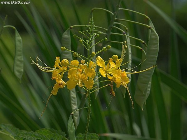 巨大なサヤエンドウ？(^○^)