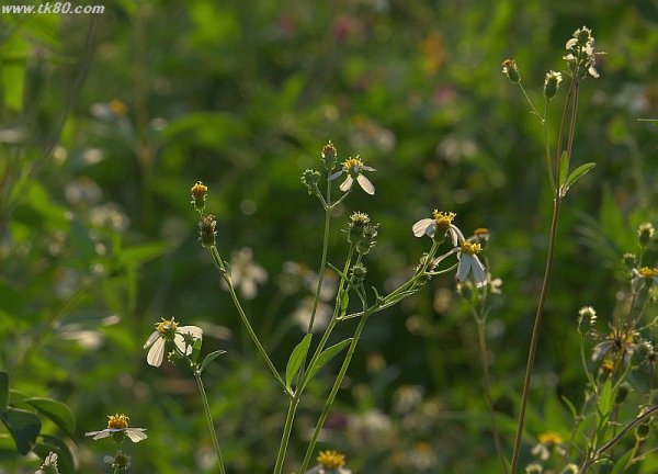 農道を歩きながら～(^○^)