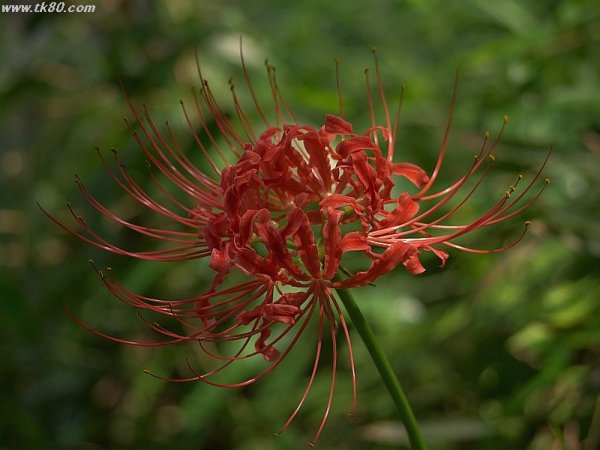 そうだ！彼岸花を植えよう！！＼(^o^)／