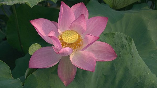 今、蓮の花が(^○^)