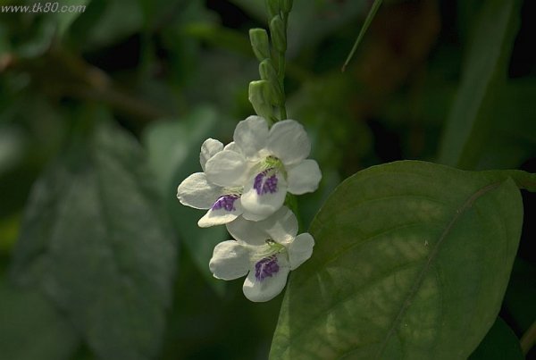 一戸建てマンション(^○^)