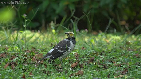 広場ダンスを始めた～(^○^)