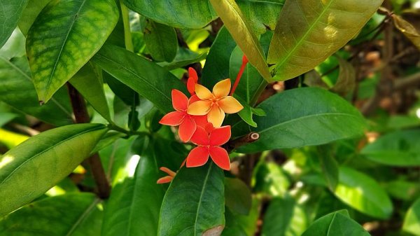 幸運の花弁(^○^)