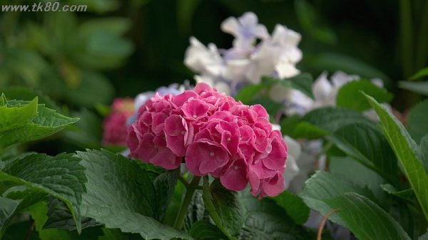 アジサイ！！(^○^)