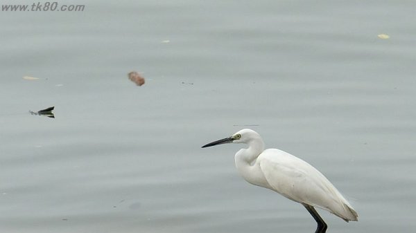 イヤ！これは！！＼(^o^)／