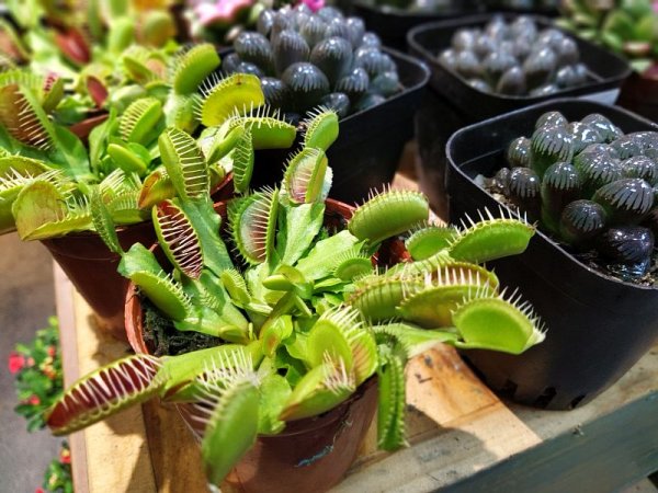 普通に売っている(^○^)