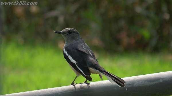 スズメもそうだけど～(^○^)