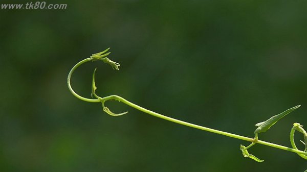 竜？？不死鳥？？f(^_^；)