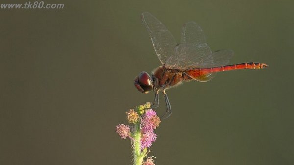 マングローブ(^○^)