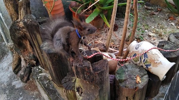 飼われたリス？？(^○^)