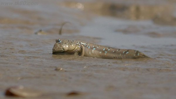 ムツゴロウ～(^○^)