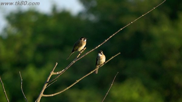ツルのひと声＼(^o^)／