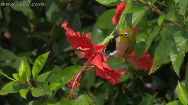 ハイビスカス＋メジロ(^○^)