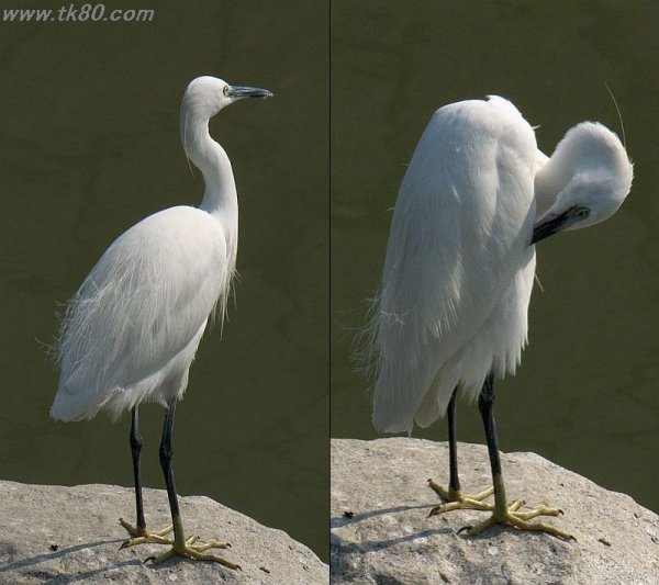 サギ、鷺、詐欺？f(^_^；)