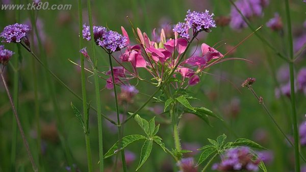 これは効いている(^○^)