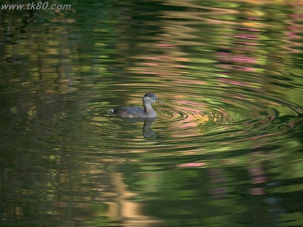 ネッシ～！！？？(^○^)