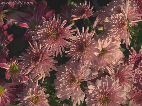 フィルム調～＼(^o^)／