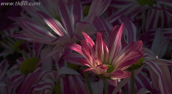 根付いただろうか？f(^_^；)