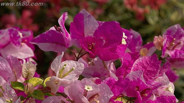 ちょっと引越しf(^_^；)