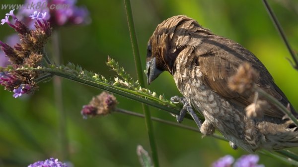 お年寄りf(^_^；)