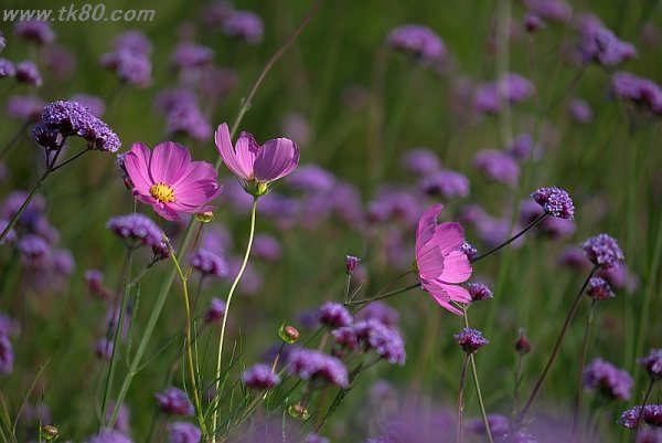 マイノリティ(^○^)