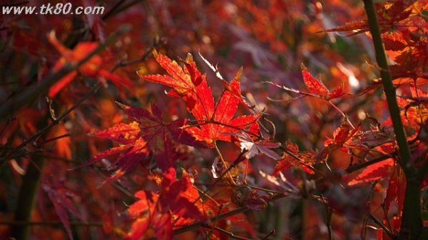 ここだけ(´;︵;`)