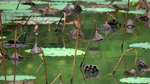 本当のところ～(´∀｀)