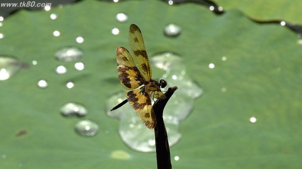 食事の作法～(´∀｀)