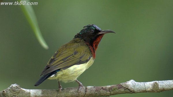 散歩写真だから～(´∀｀)