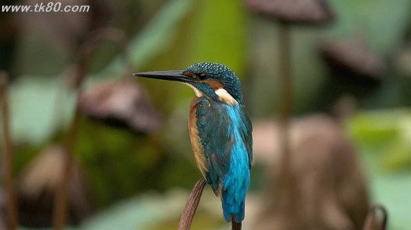 居てくれたぁ～(´∀｀)