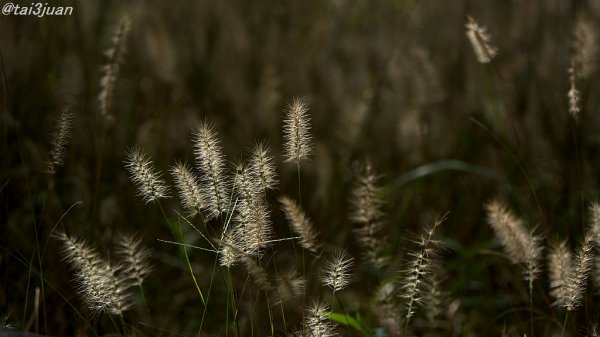 tai3juan　( ´艸｀)