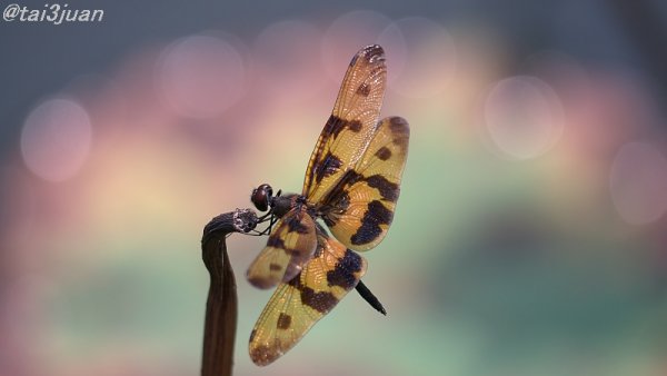 今日も～！(´∀｀)